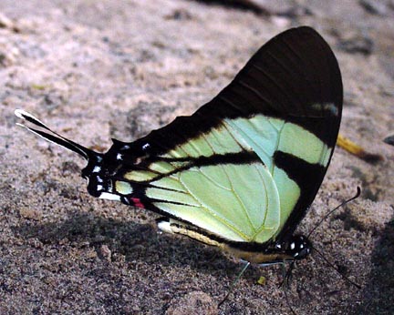 Callias Swallowtail